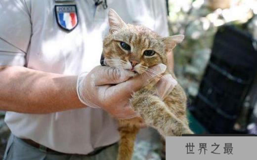 法国猫科新物种 中国网友：这不是我家大橘猫吗