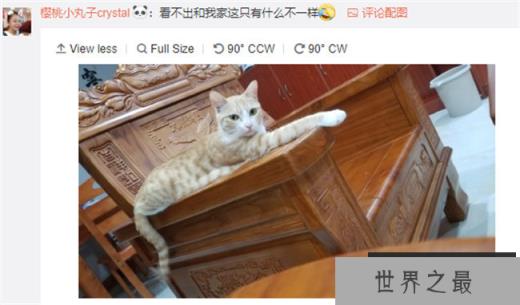 中国网友：这不是我家大橘猫吗