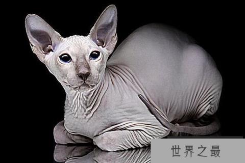 世界上最聪明的猫-加拿大无毛猫