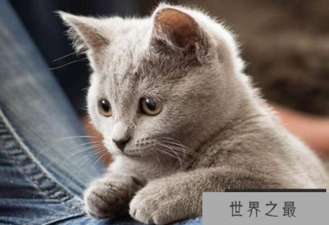 卡尔特猫