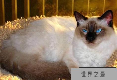 巴厘猫