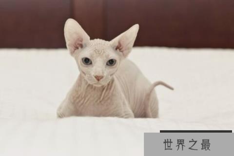 加拿大无毛猫