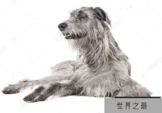 爱尔兰猎狼犬