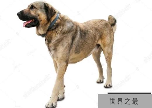 纽芬兰犬