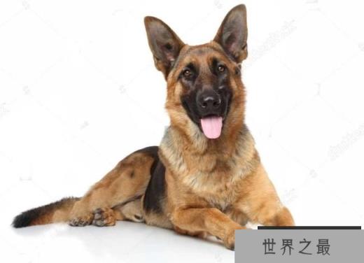 德国牧羊犬