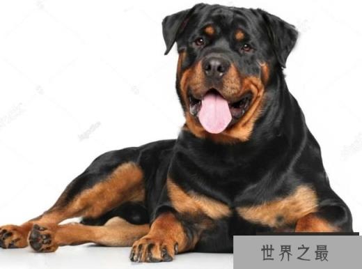 罗威纳犬