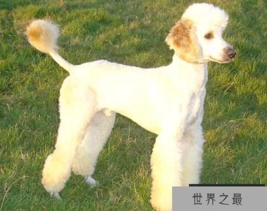 贵宾犬