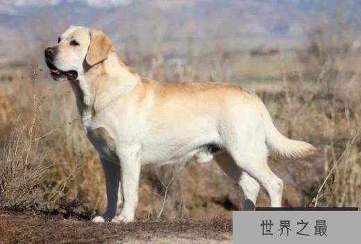 拉布拉多寻回犬