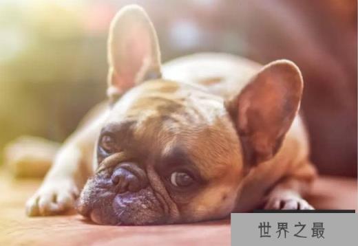 世界上最小的狗排行榜 超小型犬吉娃娃体重只有1千克