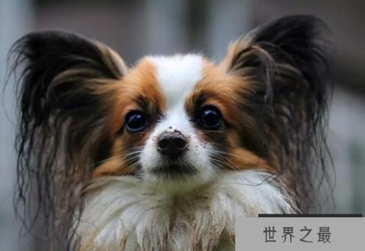 蝴蝶犬