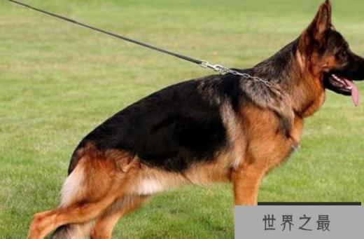 德国牧羊犬