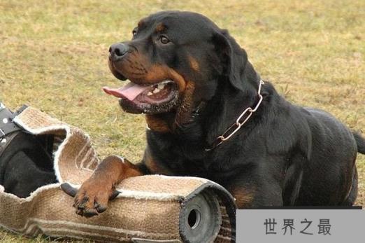 罗特韦尔犬