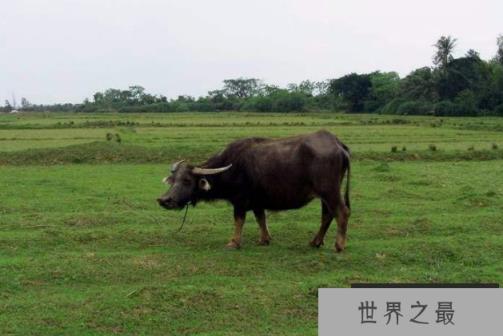 动物界力量前十名：第一名能够承载相比自身850倍的重量