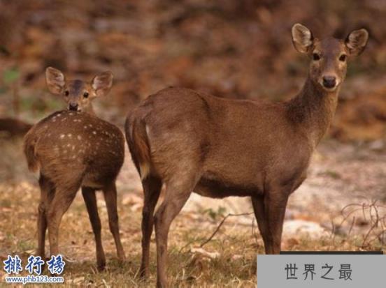 已灭绝的十大可爱动物:白鳍豚西亚虎爪哇虎都已灭绝