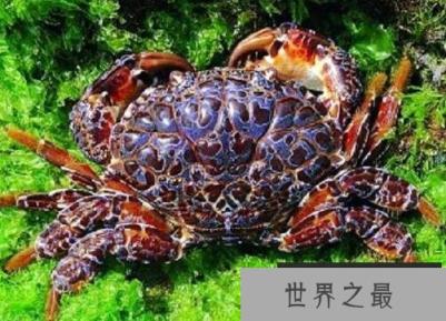 海洋十大毒物排行榜,这些深海最毒生物你都见过吗？