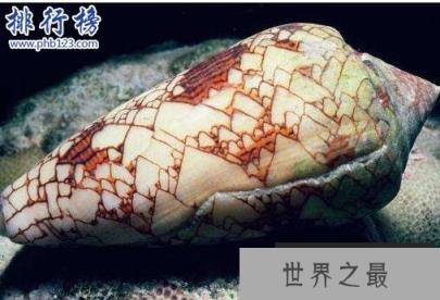 海洋十大毒物排行榜,这些深海最毒生物你都见过吗？