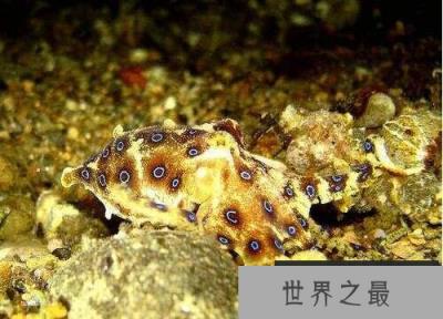 海洋十大毒物排行榜,这些深海最毒生物你都见过吗？