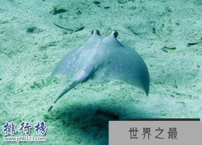 海洋十大毒物排行榜,这些深海最毒生物你都见过吗？