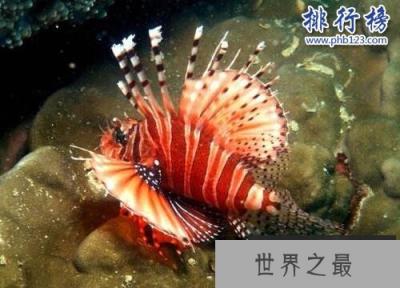 海洋十大毒物排行榜,这些深海最毒生物你都见过吗？