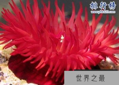 海洋十大毒物排行榜,这些深海最毒生物你都见过吗？