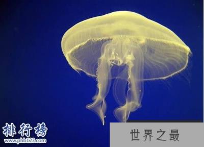 海洋十大毒物排行榜,这些深海最毒生物你都见过吗？