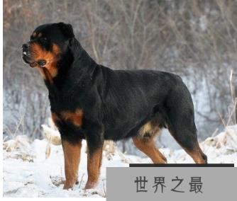 世界十大猛犬，藏獒仅第六，第一不知疼痛！