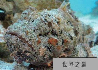 海洋十大毒物排行榜,这些深海最毒生物你都见过吗？