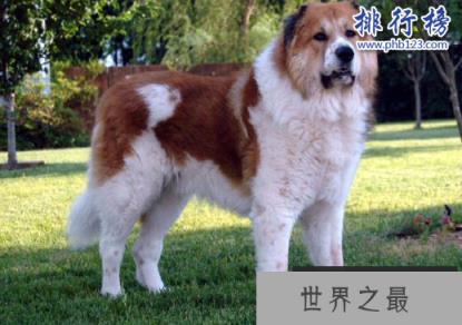 世界十大猛犬，藏獒仅第六，第一不知疼痛！