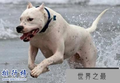 世界十大猛犬，藏獒仅第六，第一不知疼痛！