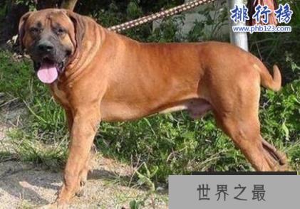 世界十大猛犬，藏獒仅第六，第一不知疼痛！