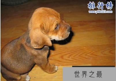 世界十大猛犬，藏獒仅第六，第一不知疼痛！