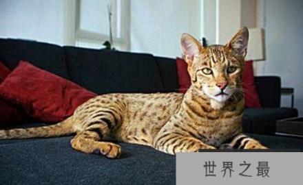 世界上最贵的猫咪：17万一只的阿什拉猫