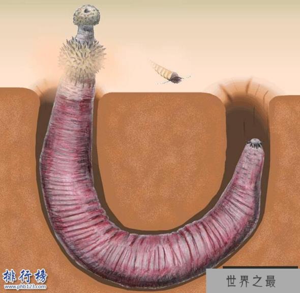 寒武纪十大恐怖生物：奇虾成地球霸主 恐龙是它晚辈