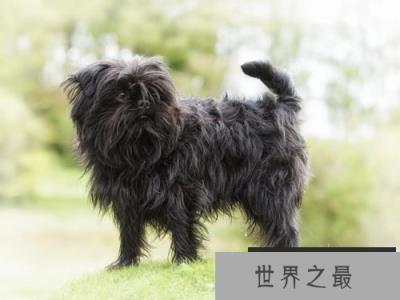 世界上最小的十大狗品种：约克犬可放口袋 吉娃娃最小