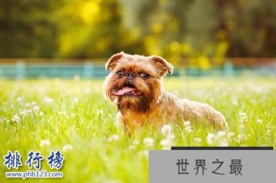 世界上最小的十大狗品种：约克犬可放口袋 吉娃娃最小