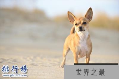 世界上最小的十大狗品种：约克犬可放口袋 吉娃娃最小