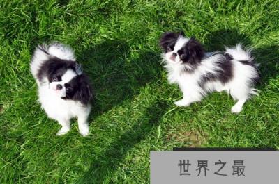 世界上最小的十大狗品种：约克犬可放口袋 吉娃娃最小