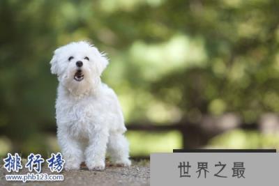 世界上最小的十大狗品种：约克犬可放口袋 吉娃娃最小