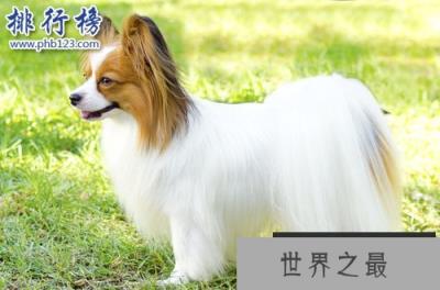 世界上最小的十大狗品种：约克犬可放口袋 吉娃娃最小