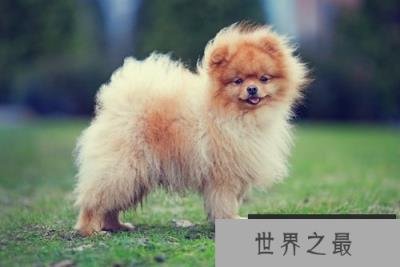 世界上最小的十大狗品种：约克犬可放口袋 吉娃娃最小