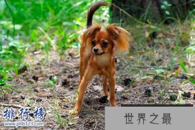 世界上最小的十大狗品种：约克犬可放口袋 吉娃娃最小