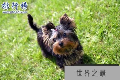 世界上最小的十大狗品种：约克犬可放口袋 吉娃娃最小