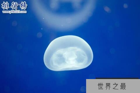 地球唯一不死的生物：灯塔水母不断的返老还童达到永生