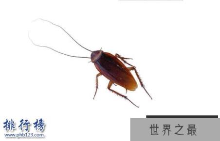 杀不死的十大生物，面对核武器都鄙夷不屑