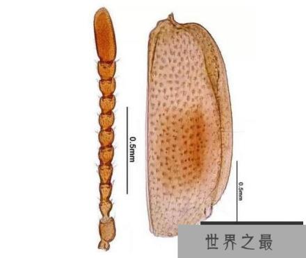 全球昆虫新物种：双斑粗角步甲一员 可喷60℃高温化学物质