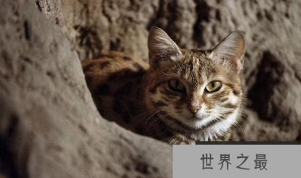 世界上最小的猫有多小？体重只有1公斤