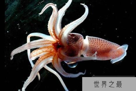 乌贼真的是四维生物吗，为什么说乌贼是四维生物