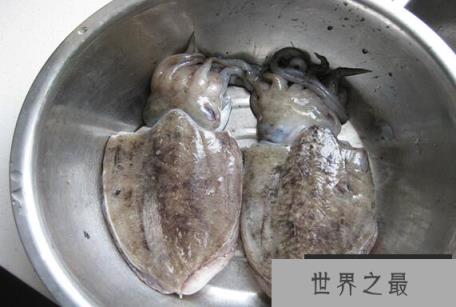 乌贼真的是四维生物吗，为什么说乌贼是四维生物