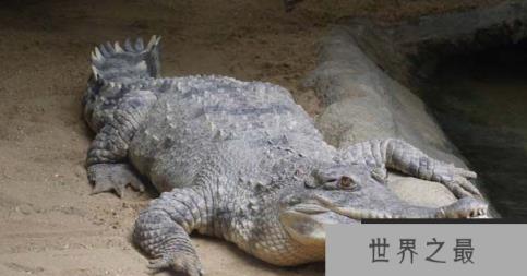世界上最大的鳄鱼排行榜 体型惊人