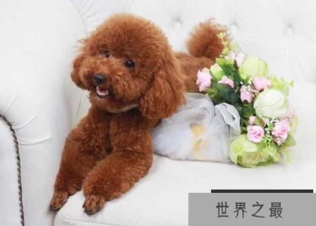 贵宾犬和泰迪的区别，泰迪是贵宾犬修剪毛发之后的一种叫法